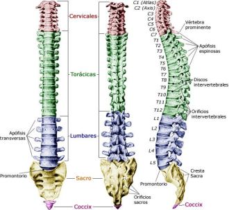 columna-vertebral-21