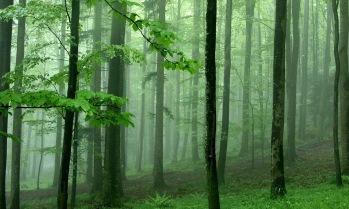 bosque de madera agar